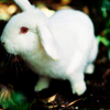 rabbit09.png