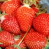 Strawberries.jpg