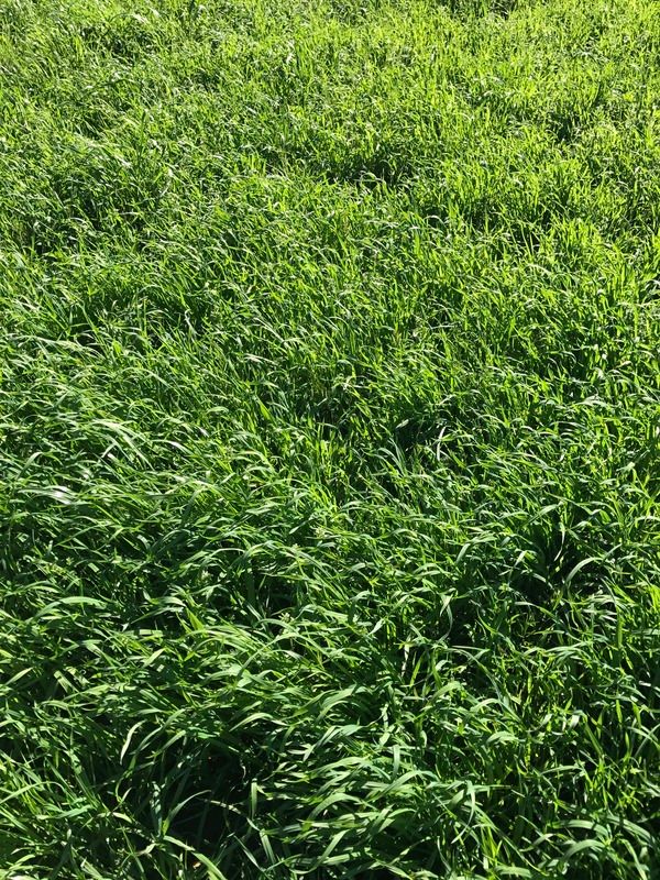 Reclaiming a field for orchard grass Alfalfa/Hay HayTalk Hay