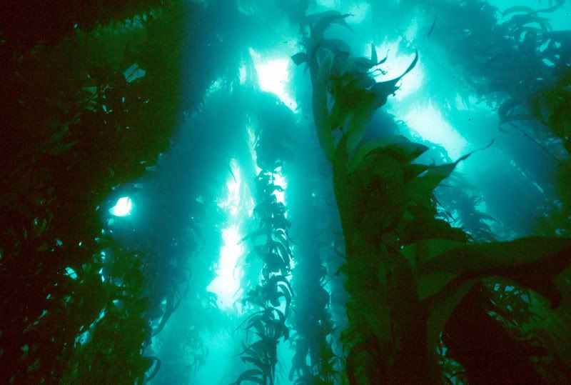 http://i91.photobucket.com/albums/k313/Stoat_2006/Kelpforest.jpg