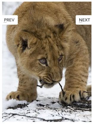 Lion cub in snow