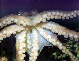 http://i91.photobucket.com/albums/k313/Stoat_2006/Octopus1.jpg