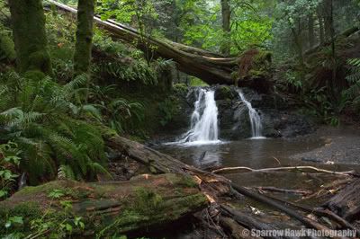 http://i91.photobucket.com/albums/k313/Stoat_2006/OrcasIsland2.jpg