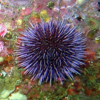 http://i91.photobucket.com/albums/k313/Stoat_2006/Purple-sea-urchin.jpg