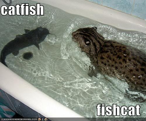 catfish fishcat