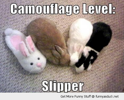 Kitten random images thread - Page 3 Funny-camouflage-rabbit-slipper-bunnies-pics-1.png