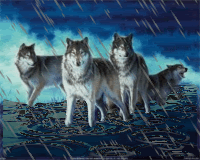 wolves in the rain