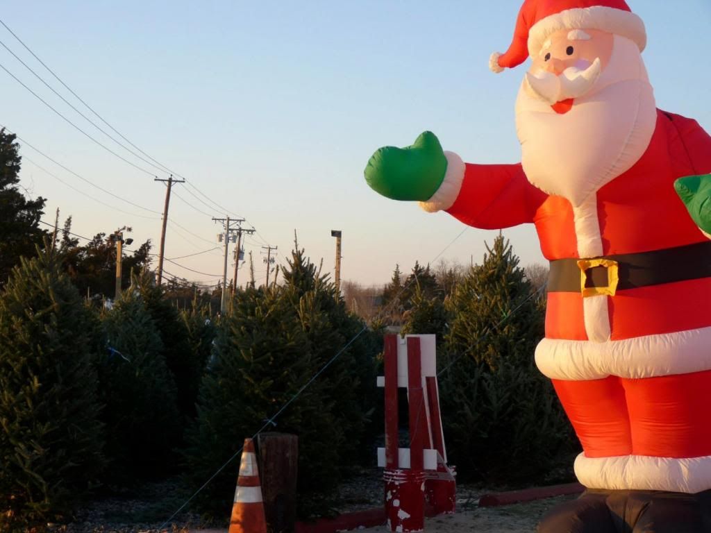 Xmas trees for sale BASS BARN
