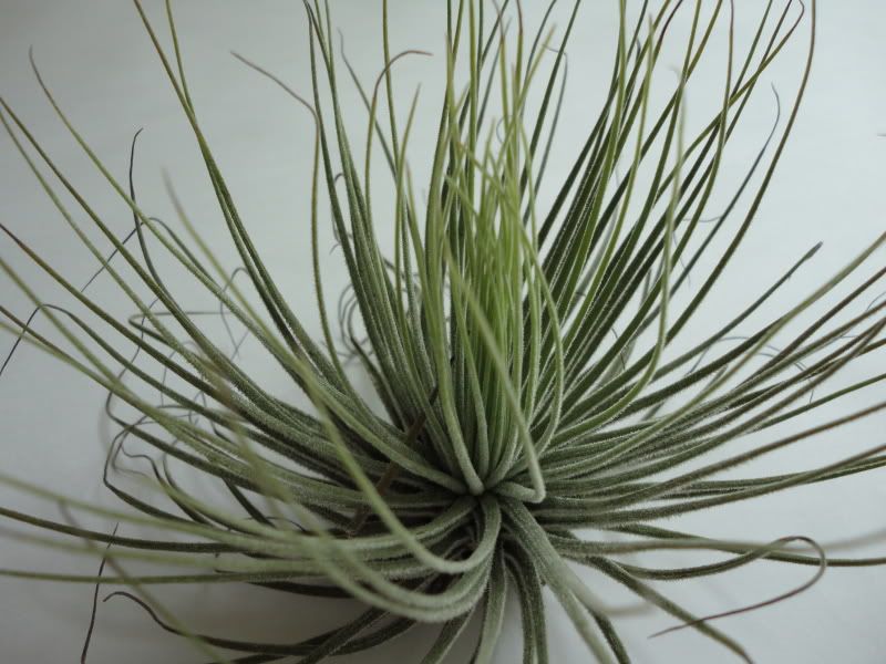 Tillandsias absorb moisture and nutrients from the air so they can survive 