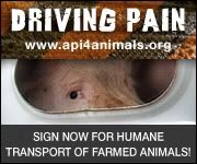 api4animals.org