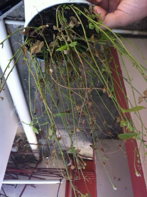  photo image_zpsf435835f.jpeg