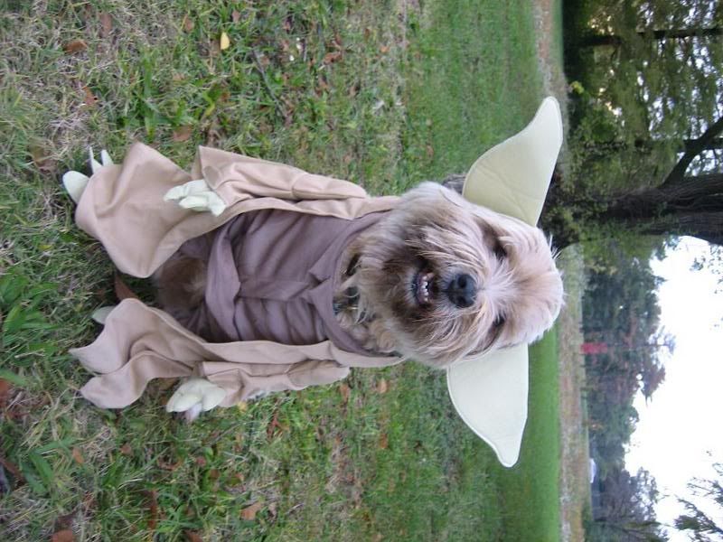 1.jpg dog costume yoda image by sykiqd