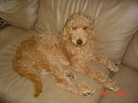 re: 'designer breeds'