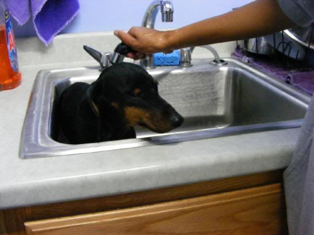 Taking a bath in the sink