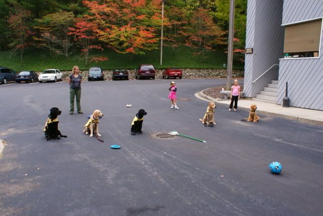 Puppy Group practicing stay among distractions