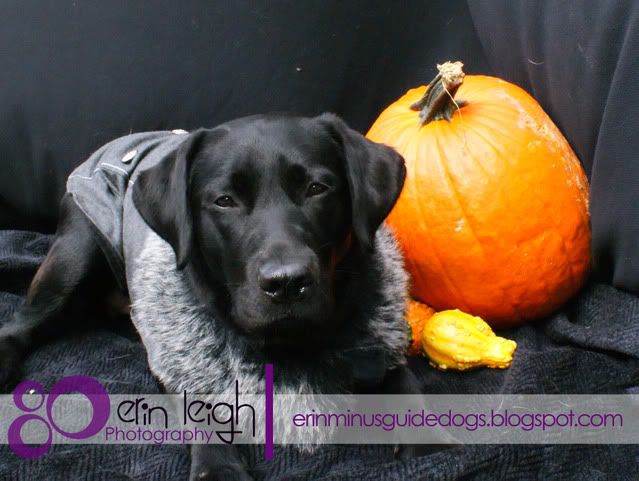 Midnight posing with pumpkin- 13 months old