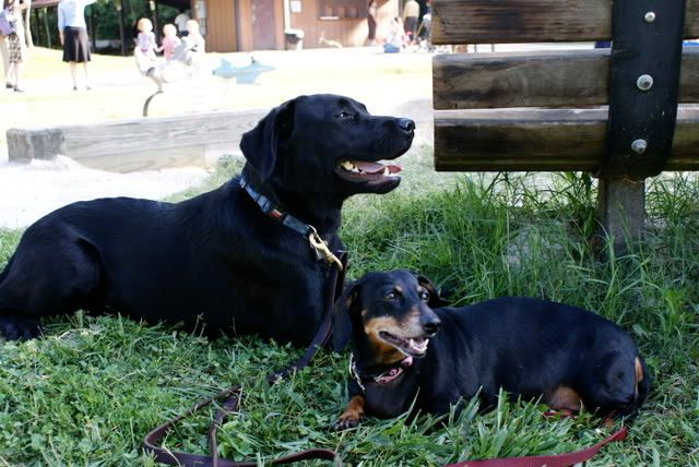 Midnight and Bubbles resting in the shade after a walk