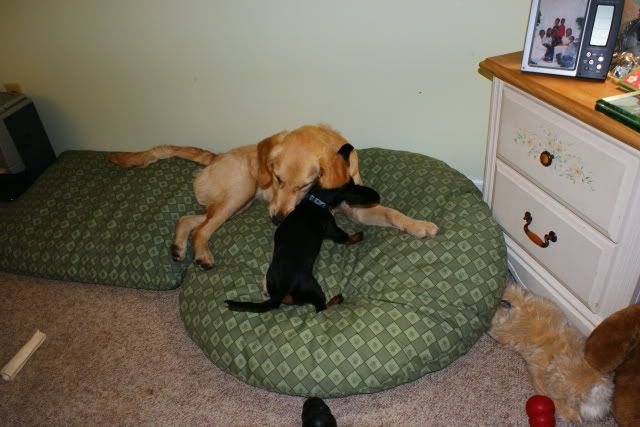 TEx and sue playing on the beds