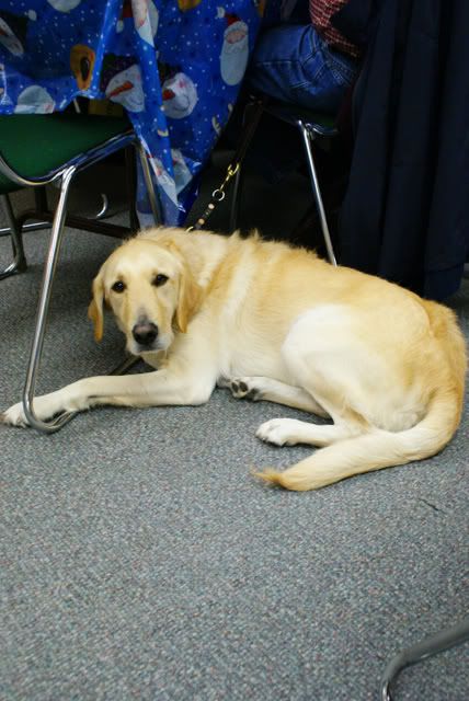 Joe being a good guide dog, and staying under the chair