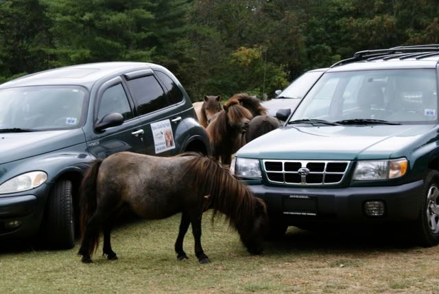 The horses investigate the cars