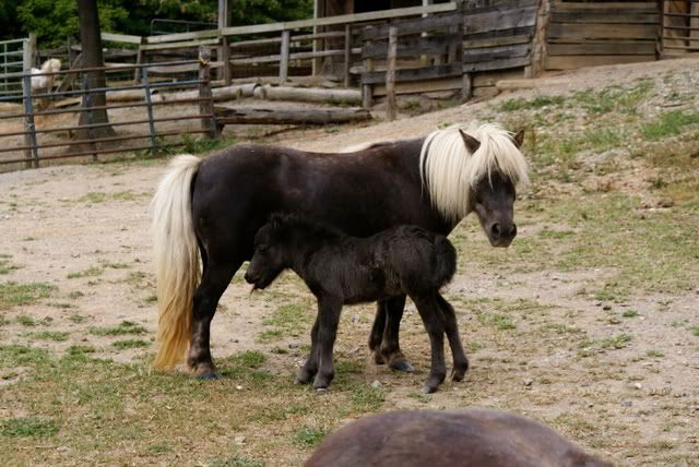 Mamma and baby horse