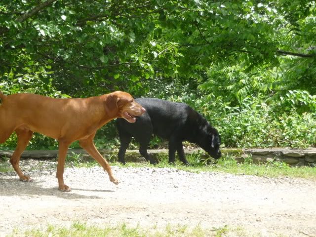 More Dogs playing