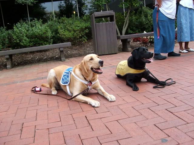 Brax- Guide dog in training- Rei  Guide dog in trianing