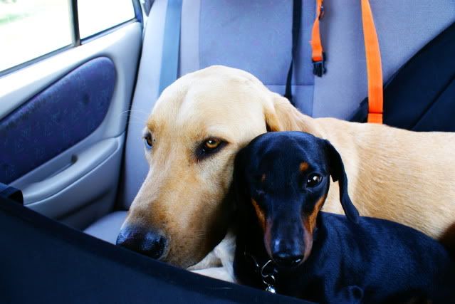 Ben and Texas in the backseat of the car
