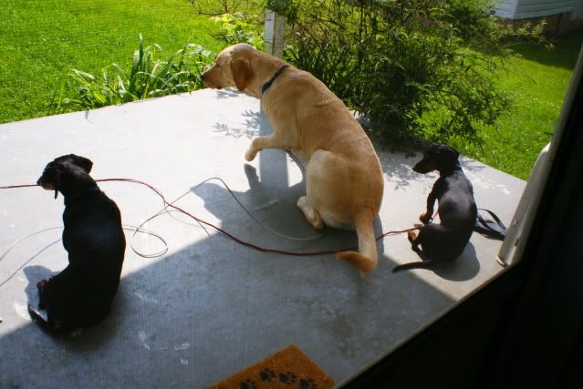 Three dogs on the porch
