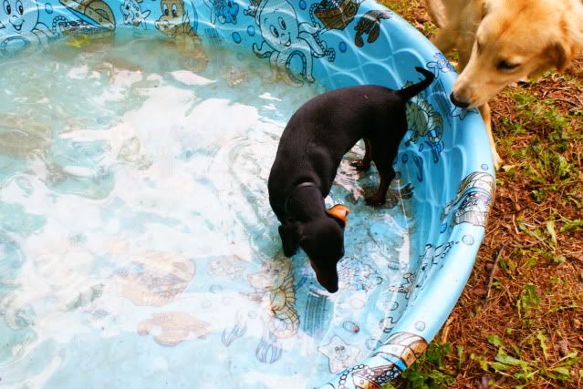 Texas in the pool