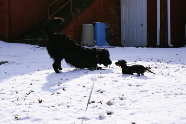 Tim and texas playing in the snow