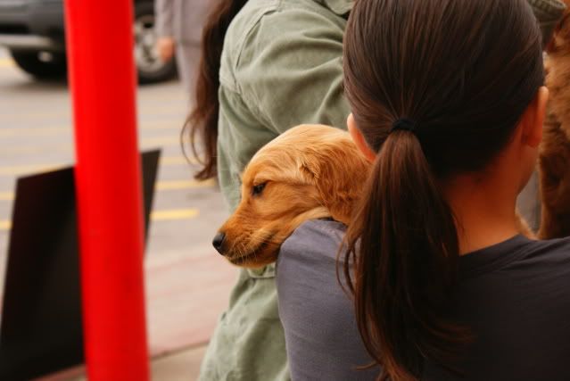 Baby puppy being cradled by girl