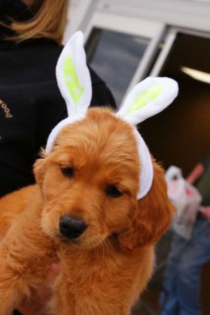 Puppy in Rabbit ears 2