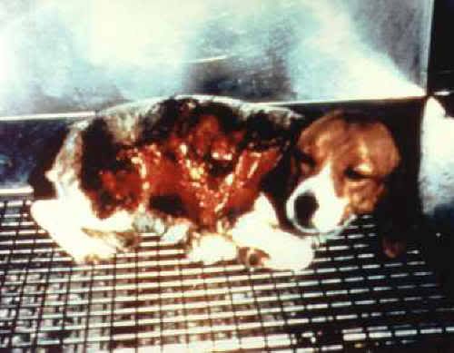 stop animal testing pictures. Shame (Stop Animal Testing