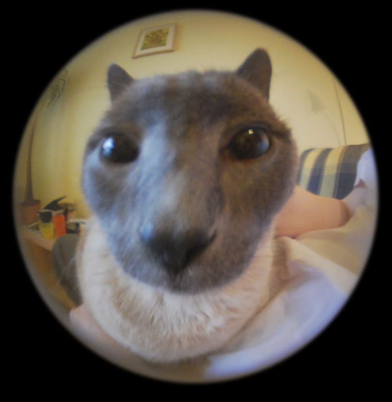 Fisheye Frank And because I know you're all going to run right out to the