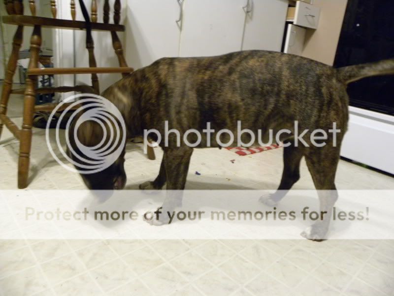 pregnant bull terrier