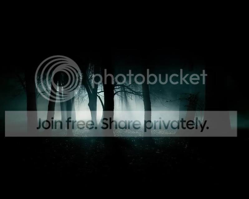 dark forest Pictures, Images and Photos
