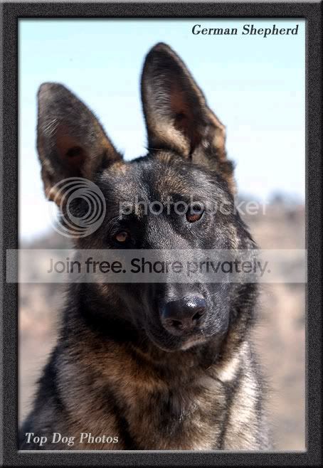 germanshepherd.jpg
