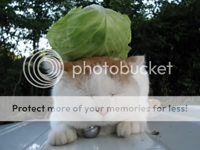 Lettuce Cat is so last week. Mock me for being behind the times. stares ...