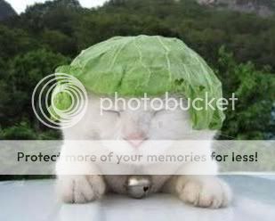 Lettuce Cat is so last week. Mock me for being behind the times. stares ...